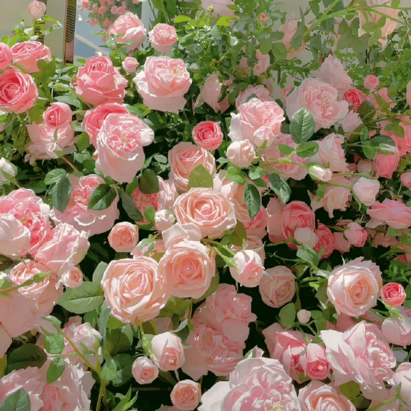 🔥🌺True Colorful Flowers Climbing Rose Seeds