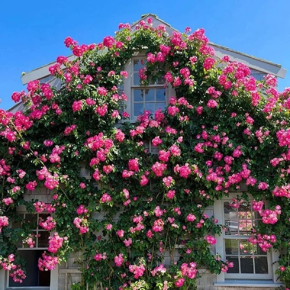 🔥🌺True Colorful Flowers Climbing Rose Seeds