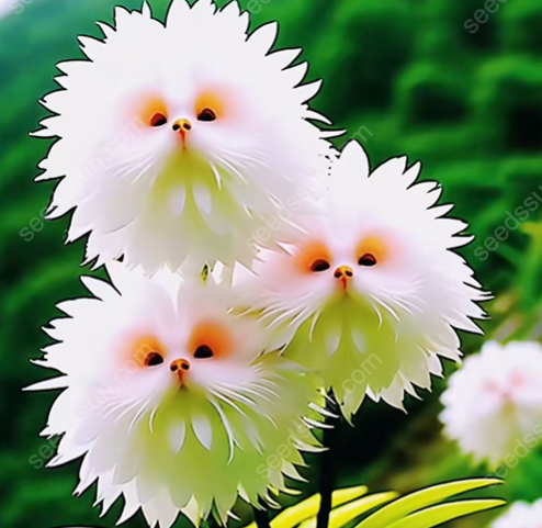 🌱Chikalabs Cat Face Flower Seeds