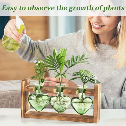 Chikalabs Green Heart Plant Propagation Stations Glass Terrarium