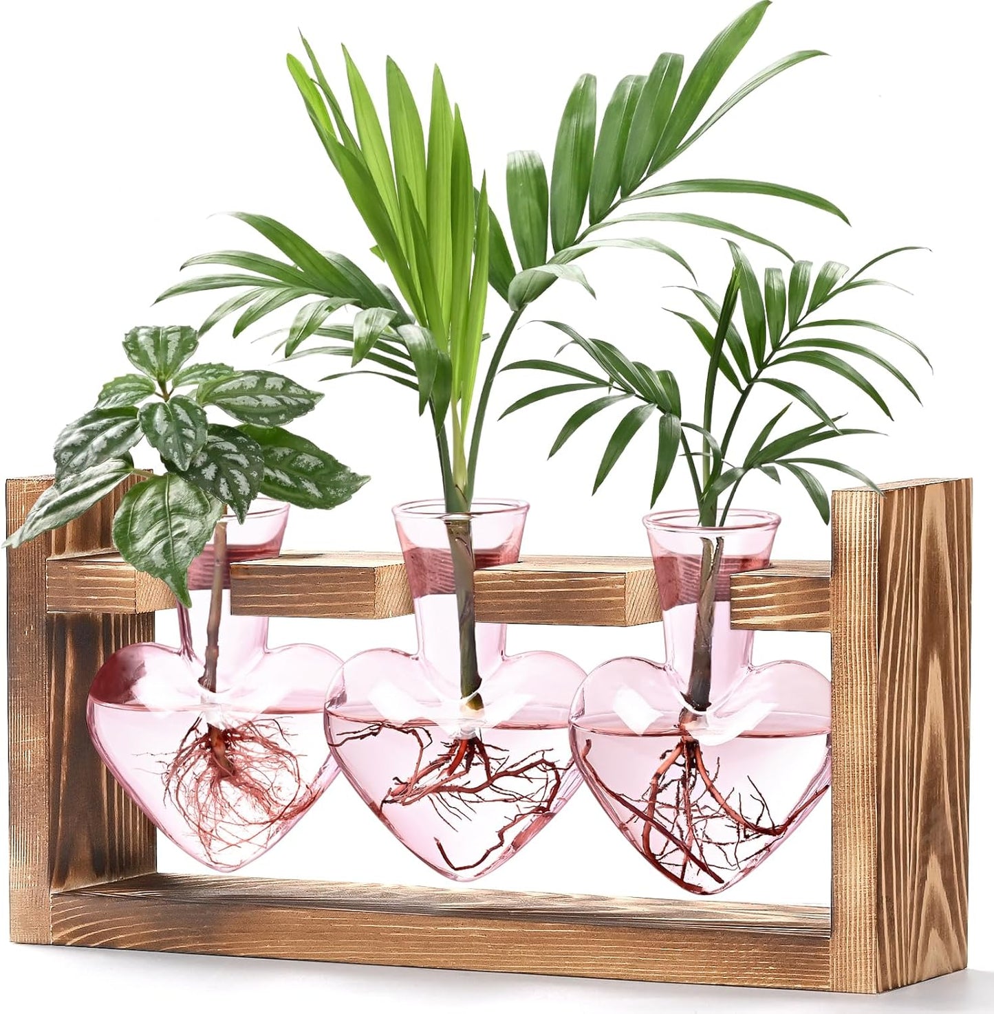Chikalabs Colorful Plant Propagation Stations Glass Terrarium